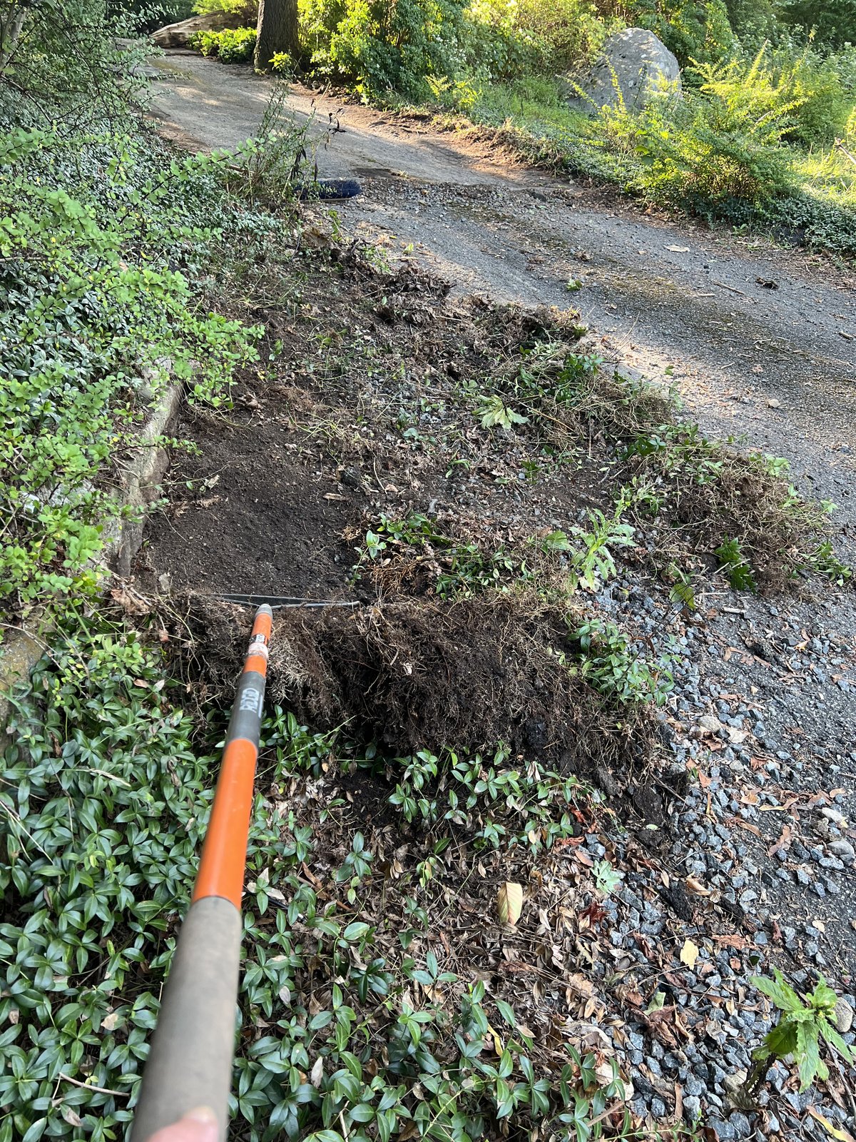 Raked back the overgrown vinca off the gravel edge before regrading.