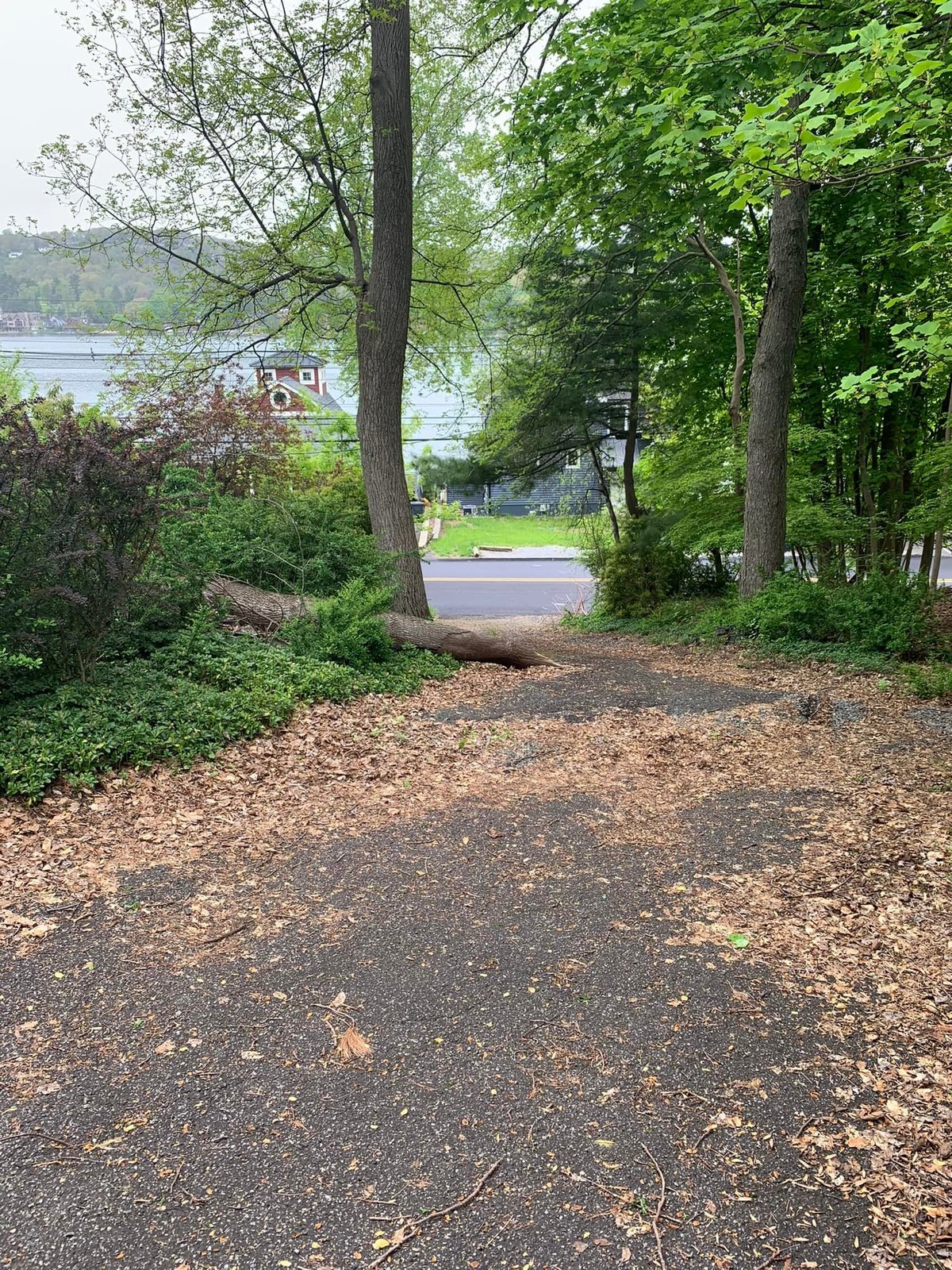 Day one — a tree trunk down across the bottom of the driveway, blocking access from the road.