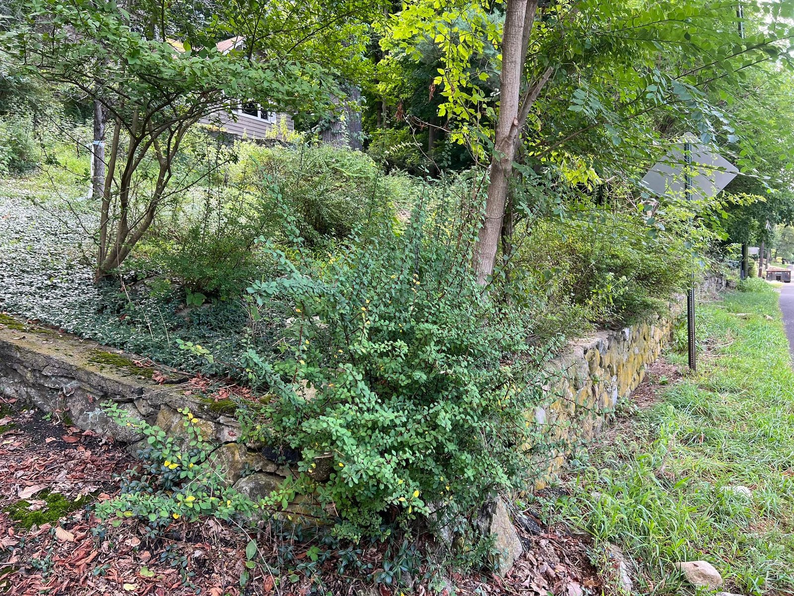 Old roadside stone wall before — overgrown but salvageable as the spine of the new beds.
