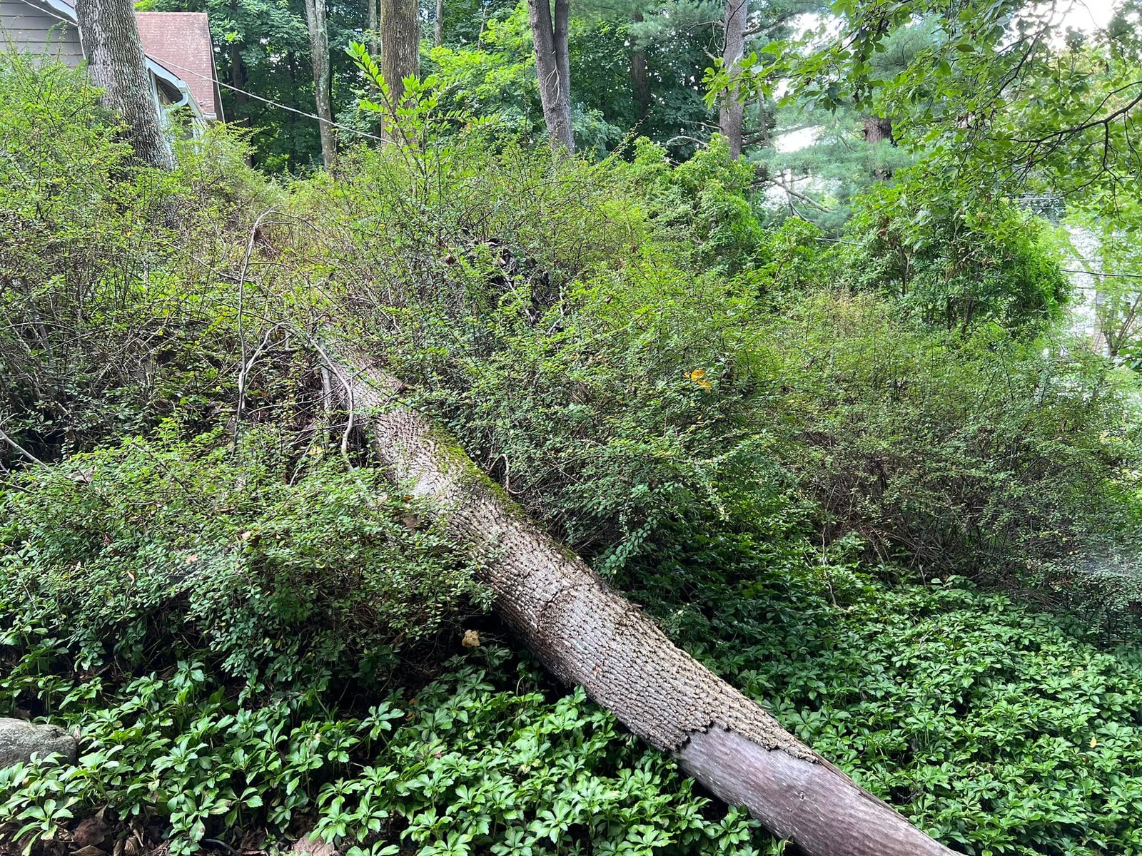 Big fallen trunk lying across the wooded slope. Had to come out before I could regrade.