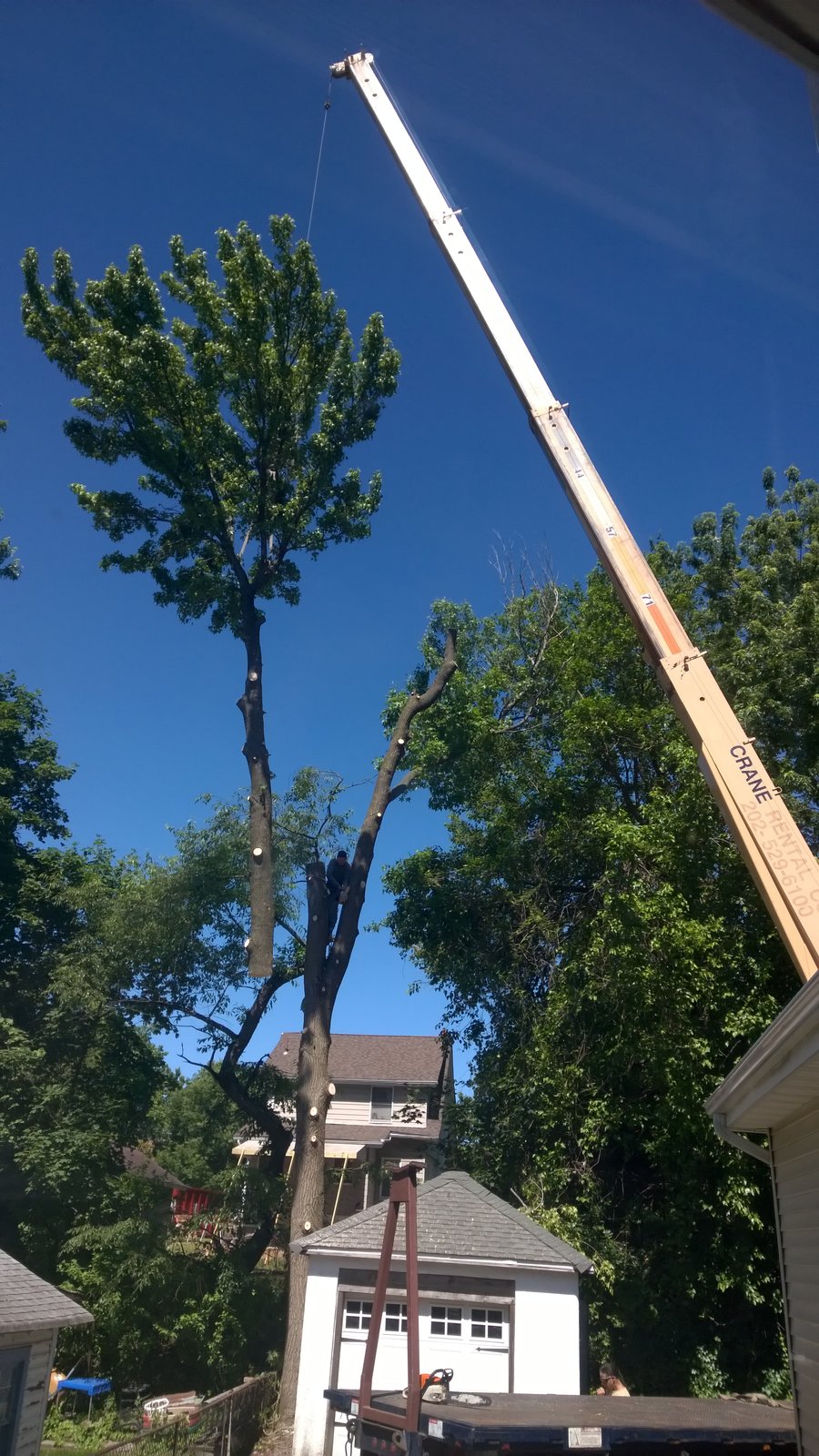 Tree Removal Over the Rental Garage