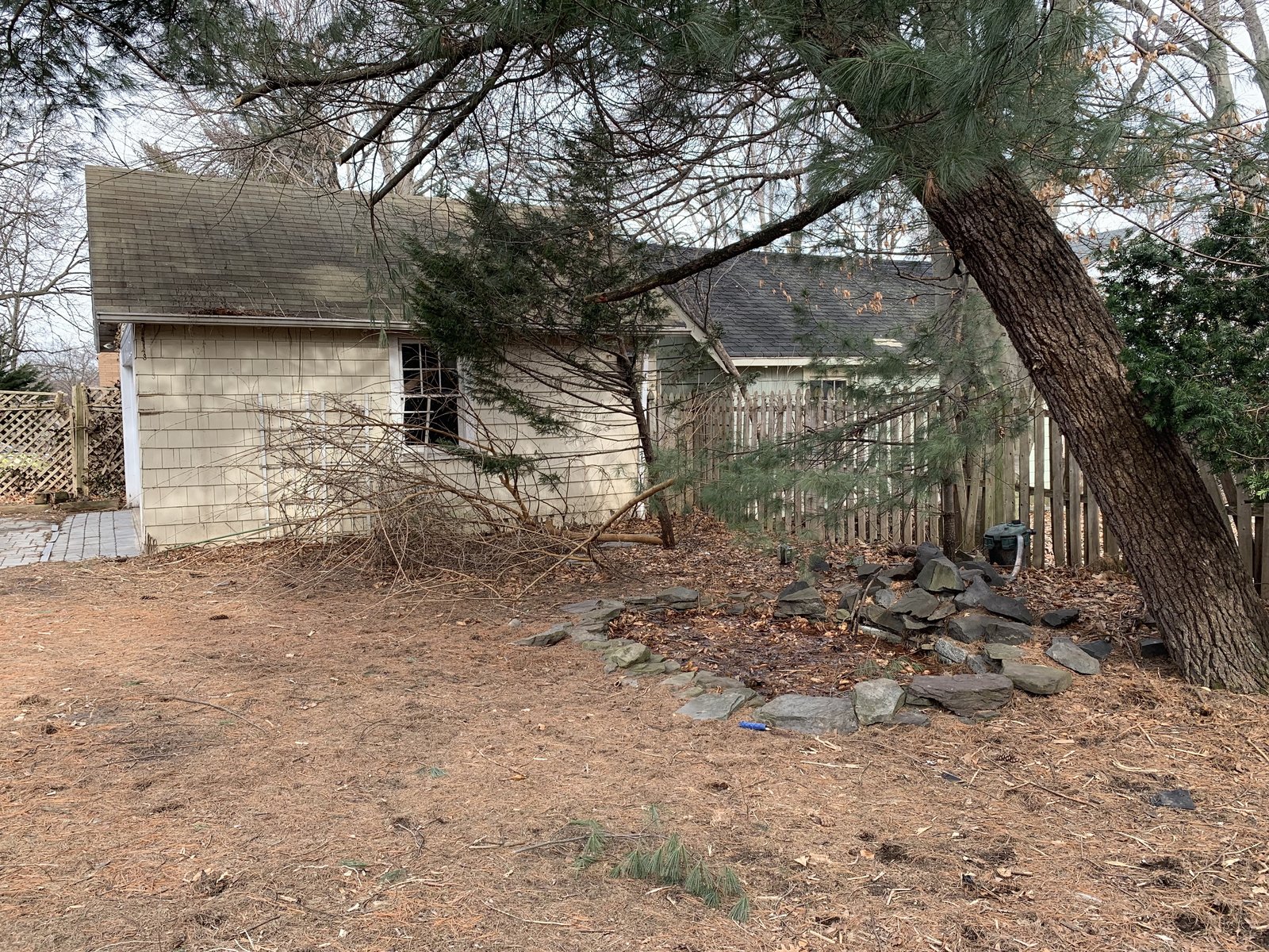 Backyard before — overgrown pine, dead brush, and stone piled up against the mossy garage.